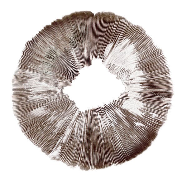 spore-print-psilocybe-cubensis-amazonas (1)